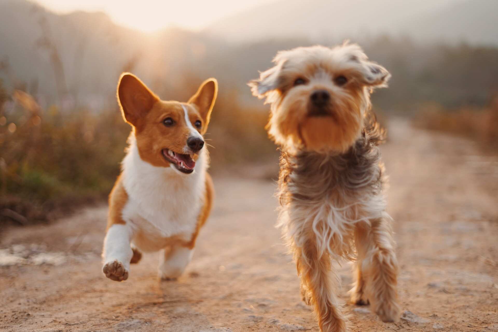dogs running outside together