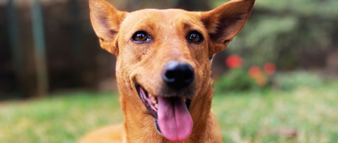 April Rescue: Meet Talia - KSPCA $350 Donated