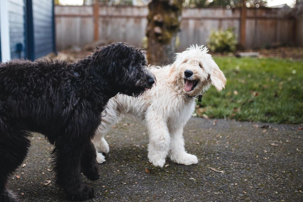 two dogs one white one black