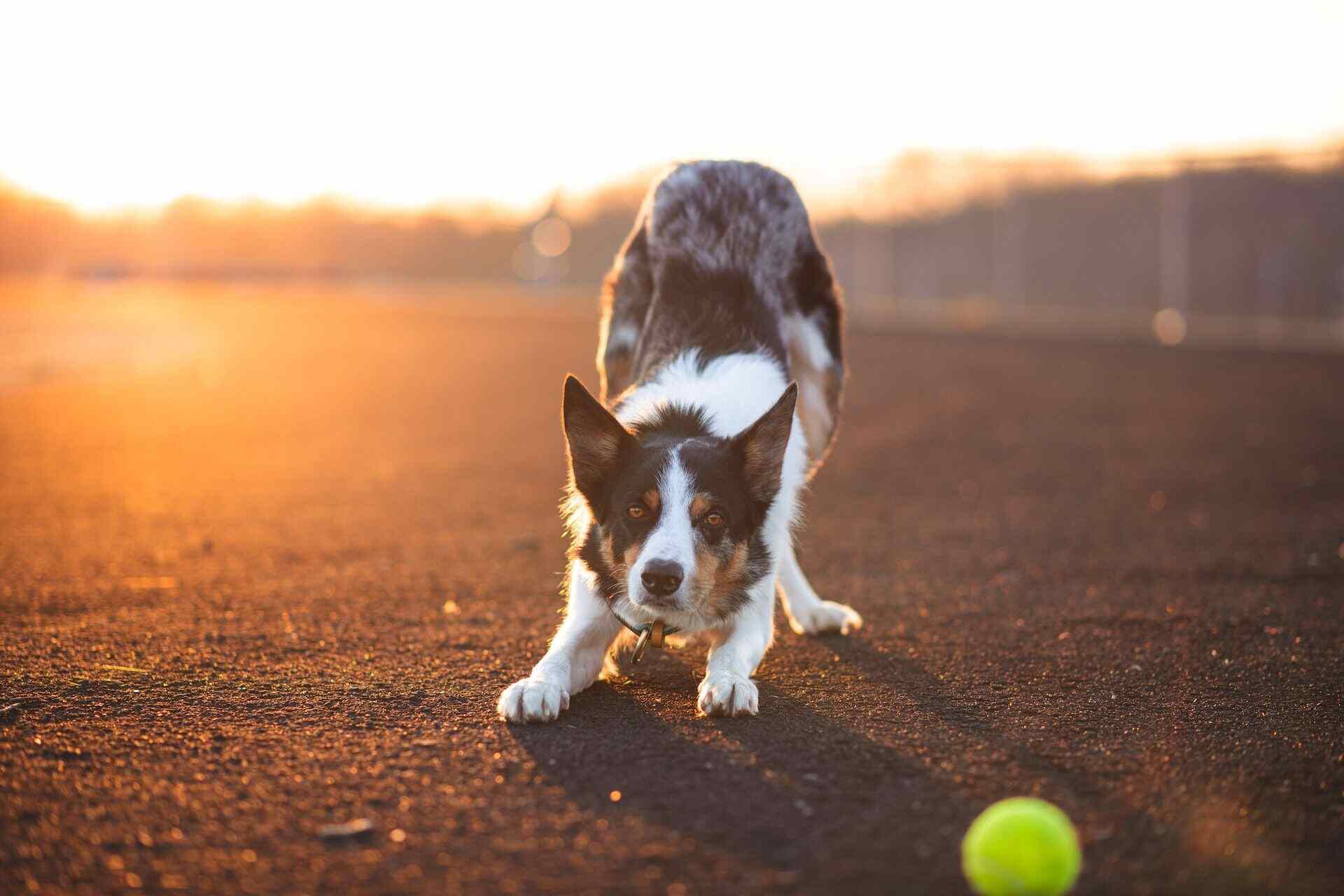 dog crouched forward ready to play
