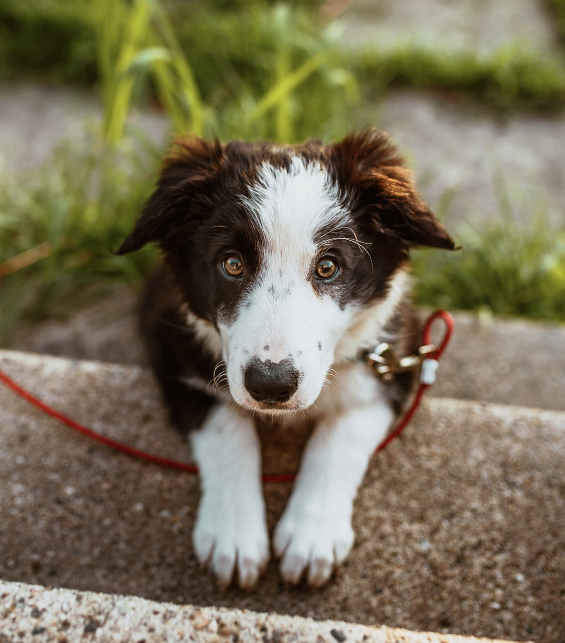 dog blog