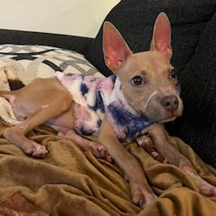 February Rescue: Browne $115 Donated