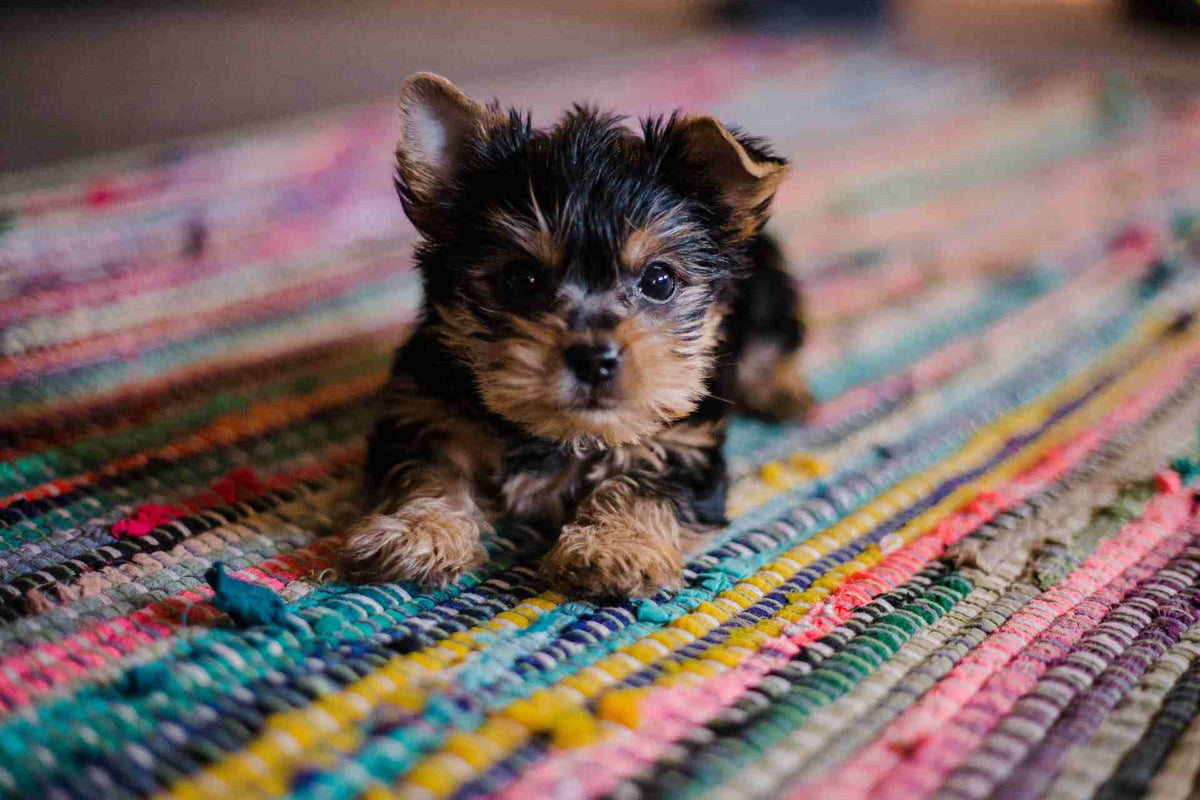 5 Essential Products Puppy Parents Can’t Live Without