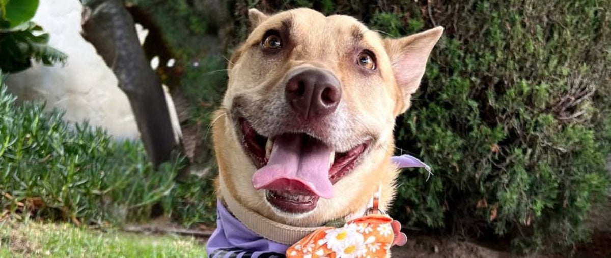 January Rescue: Vanderpump Dogs $10,000 Donated