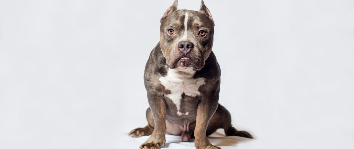 November Rescue: $325 Donated Meet Moose from Moose’s March