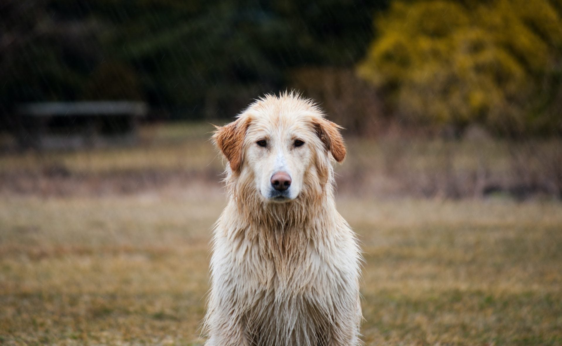 dog in the rain, wet dog, rainy weather