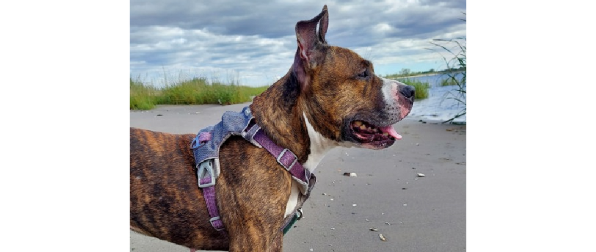 August Rescue: $350 Donated, Meet Pepper from ACC of NYC