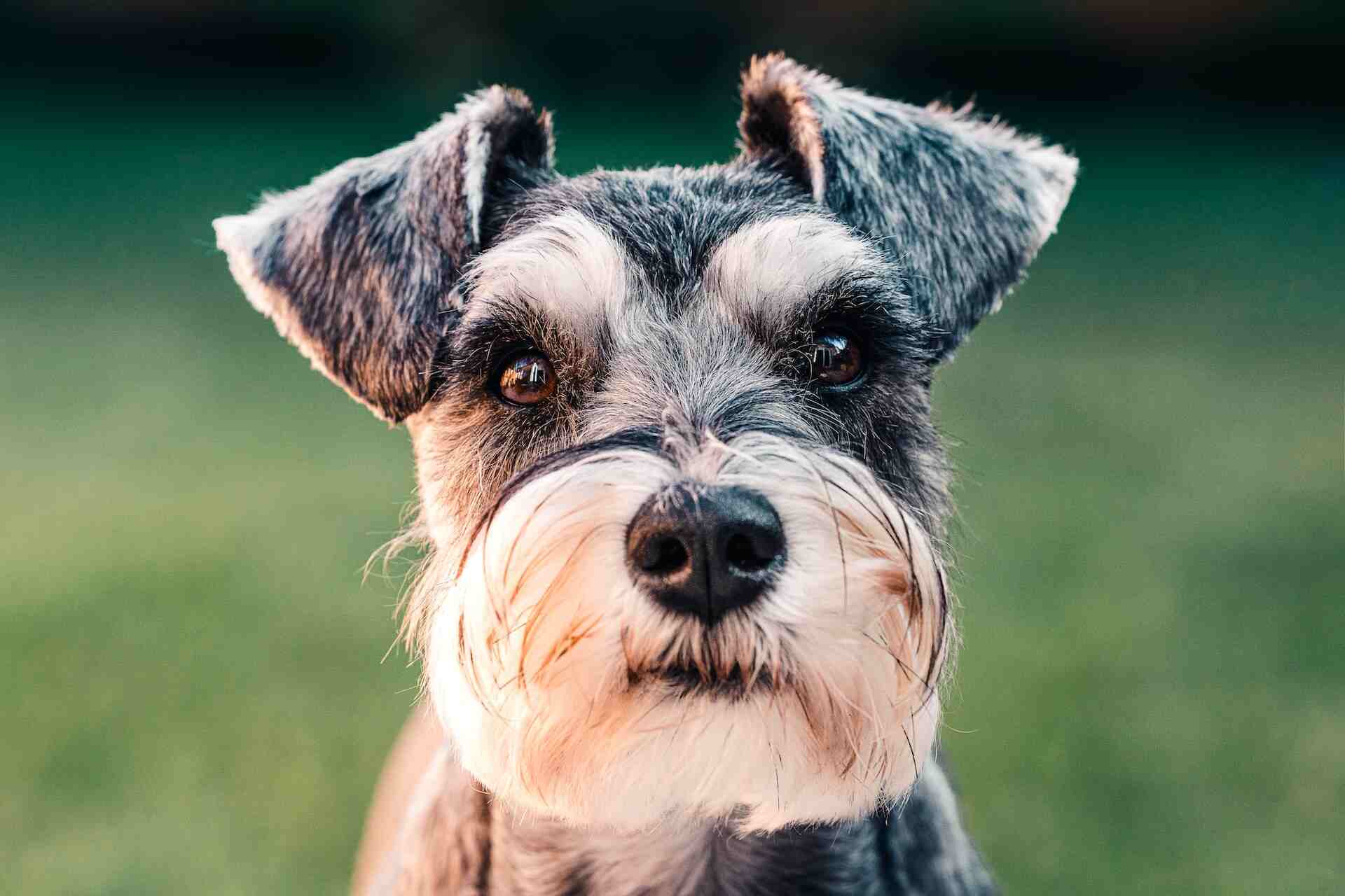 sebastian the dog close up