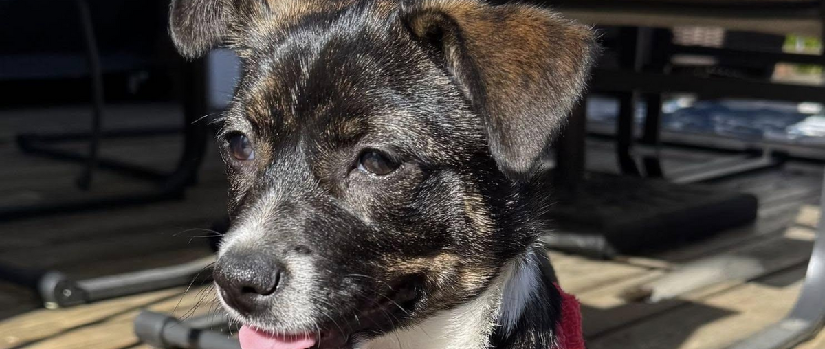 September Rescue: $350 Donated, Meet Mirabel from Destination Home Puppy Rescue