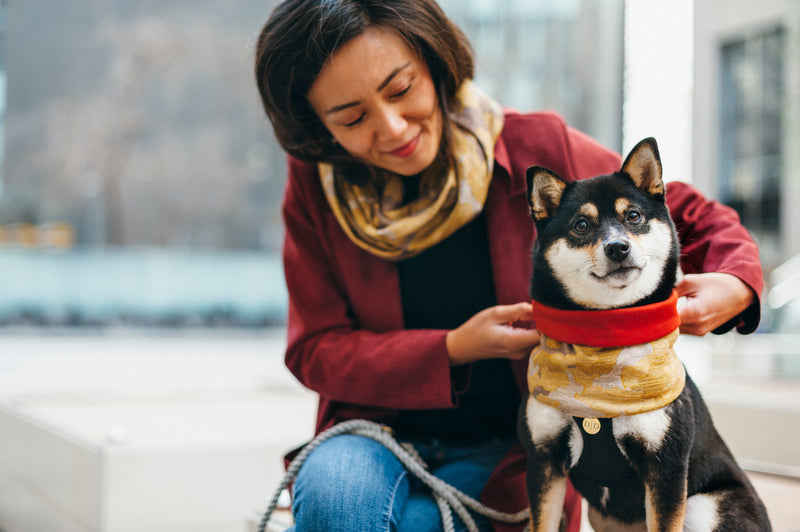 Dog Scarves