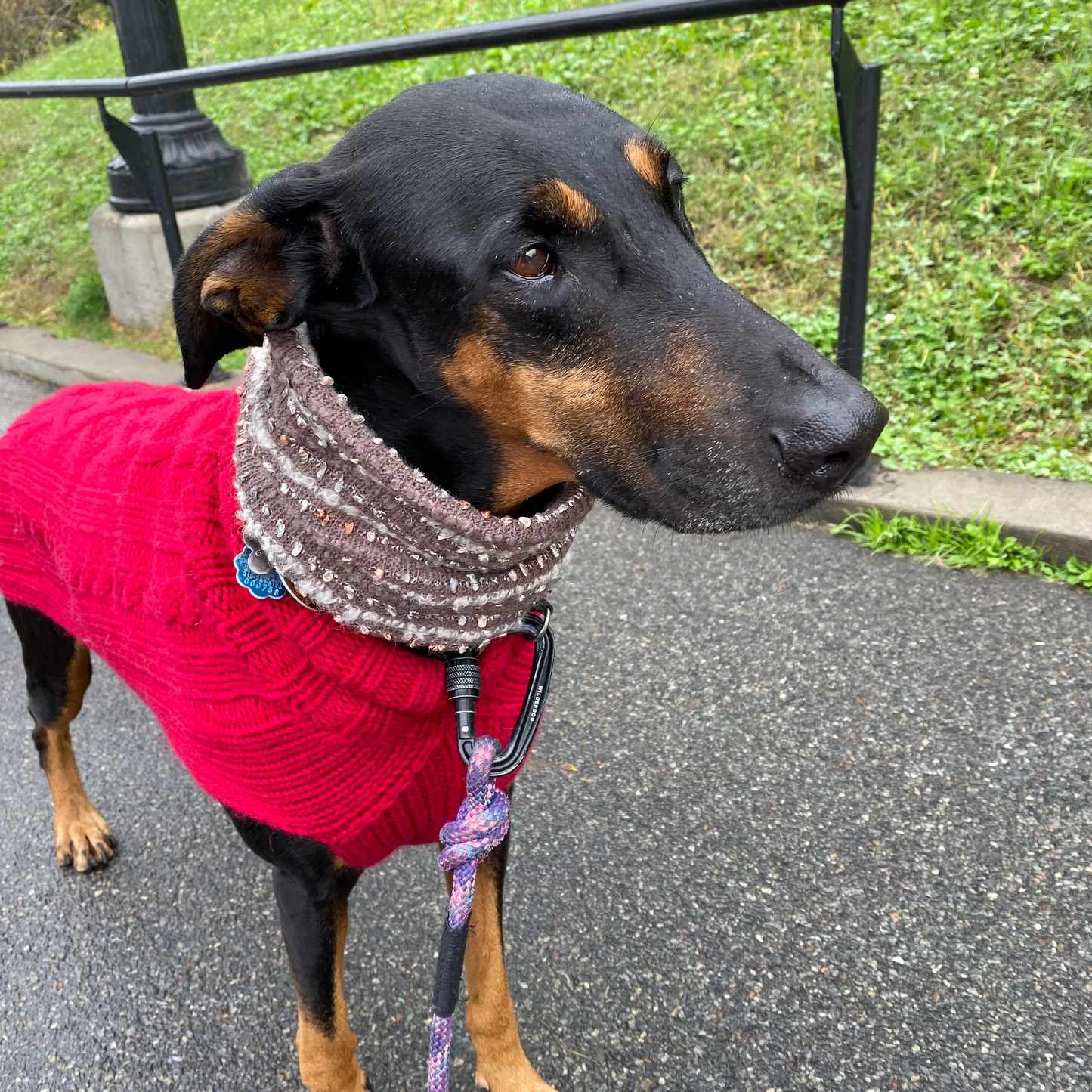 Dog wearing a red sweater and gray scarf standing on a path with grass in the background