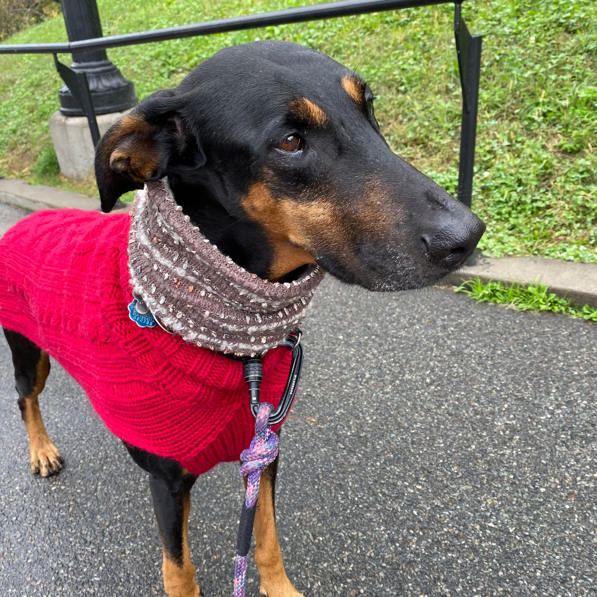 Dog wearing a red sweater and gray scarf standing on a path with grass in the background