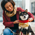 Rakuyou Camo Dog Neck Scarf