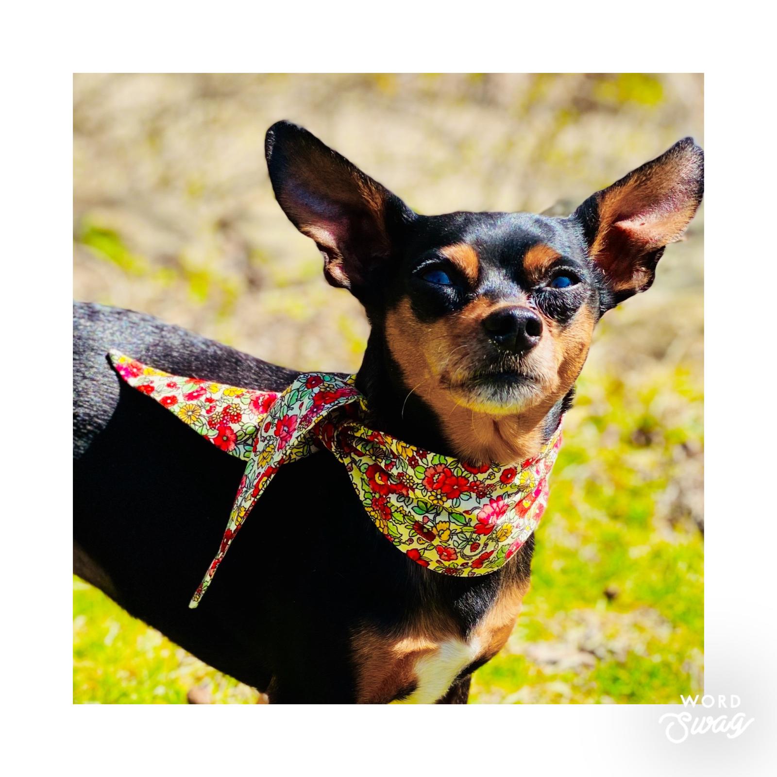 Dog Scarves – Dog Mom Lifestyles