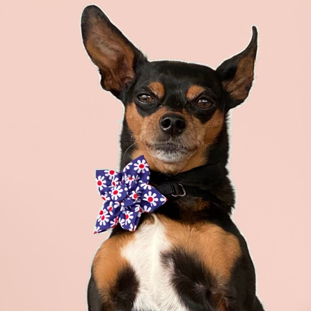 Floral Dog Collar Accessory
